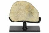 Hadrosaur (Edmontosaur) Phalange With Stand - Montana #134542-1